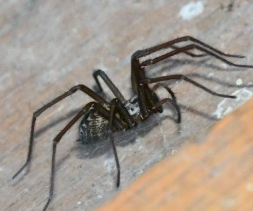 Eratigena sp.